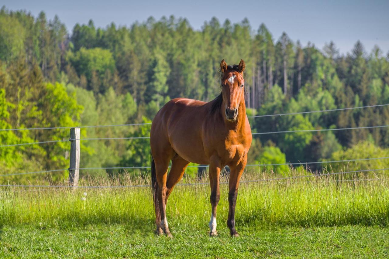 Ranch Jestrebice Hotel Hermanicky Kültér fotó